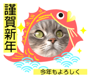 445506667