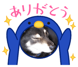 445511904