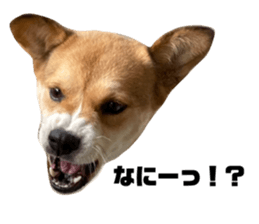 445516664