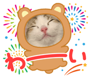 445523826
