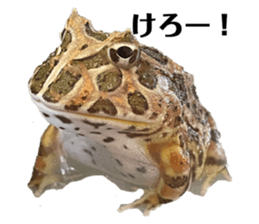 445527790