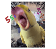 445582465