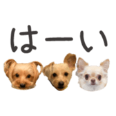 446079709