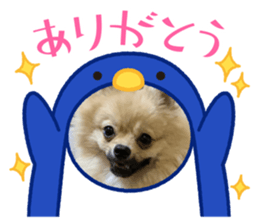 446355827