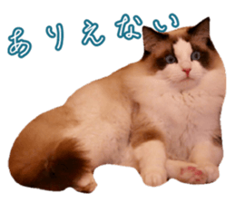 44646520