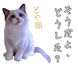44646537