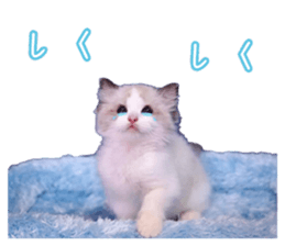 44646541