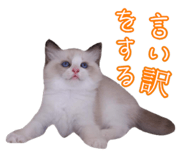 44646544