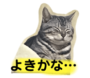 446635881