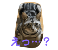 446635884