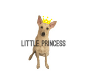 446773727