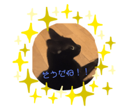 446870237