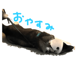 446888862