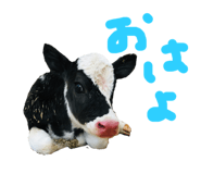 446889542