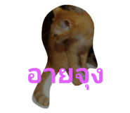 44689257