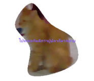44689260