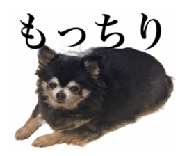 447047207