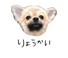 447140590