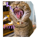 447293565