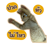 447484041