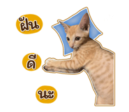 447484042