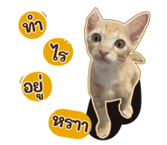 447484043