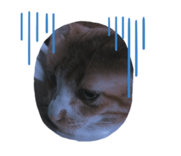 447701726