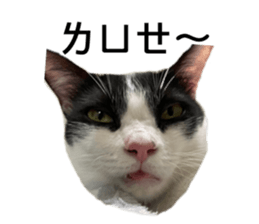 447766920