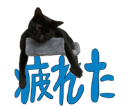 447807193