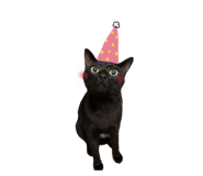 447807194