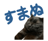447807202