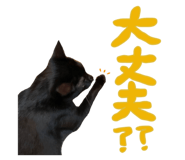 447807205