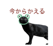 447807207