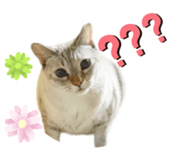 448412691