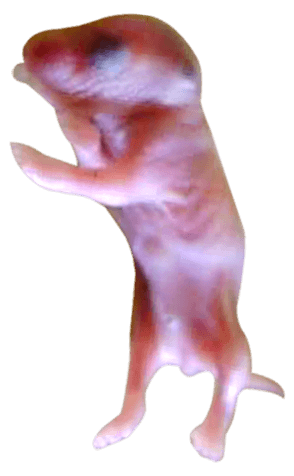 448639437