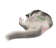 449063994
