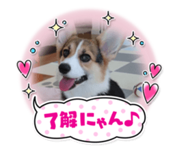 449155421