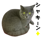 449158325