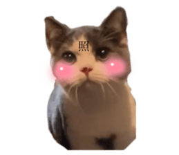 449440334