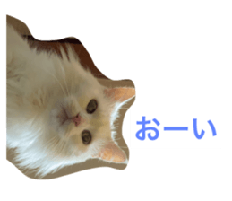 449468714