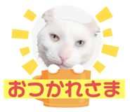 450232873