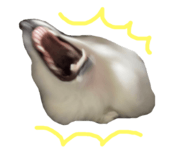 450372233