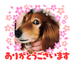 450465604