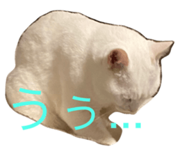 450965060