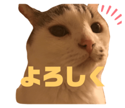 451003950