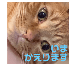 451536461