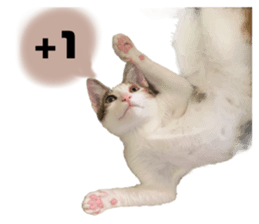 451962659