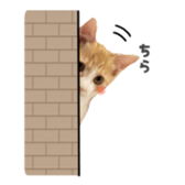 452255950