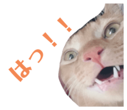 452776878