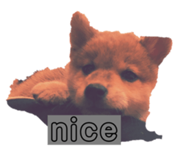 453365095